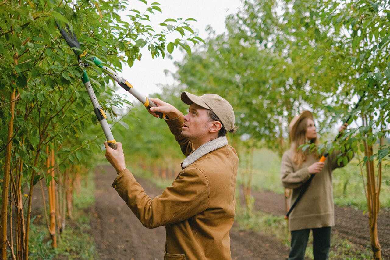 Best Tree Trimming and Pruning  in USA